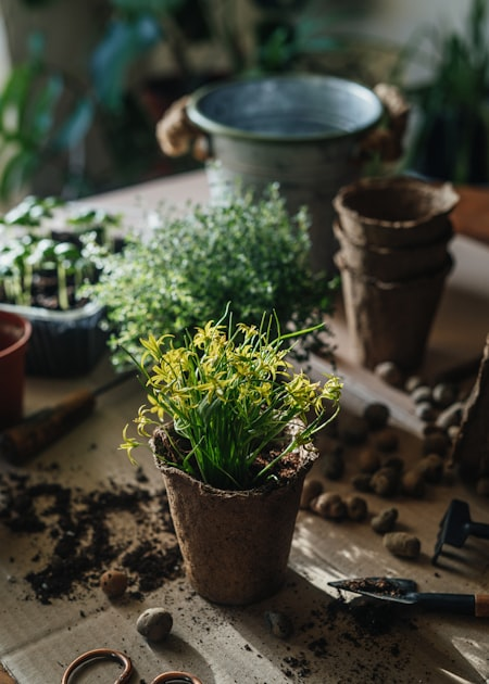 Indoor Gardening: Tips for Success