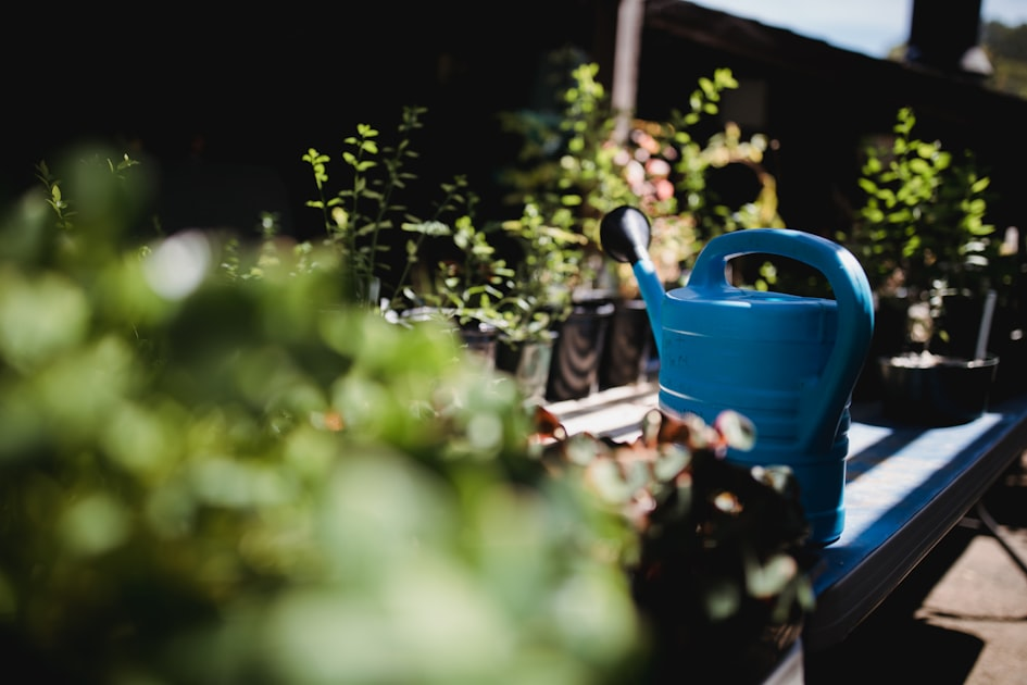 Troubleshooting Plant Health Issues